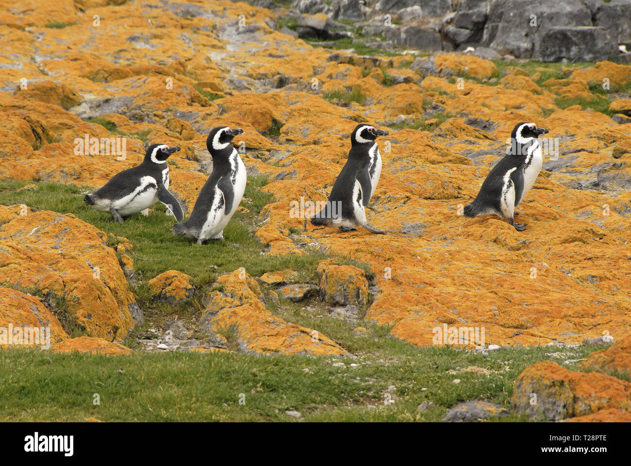 Pingüinos de Magallanes (Spheniscus magellanicus), grupo en Puerto Deseado, Patagonia, Argentina Foto de stock