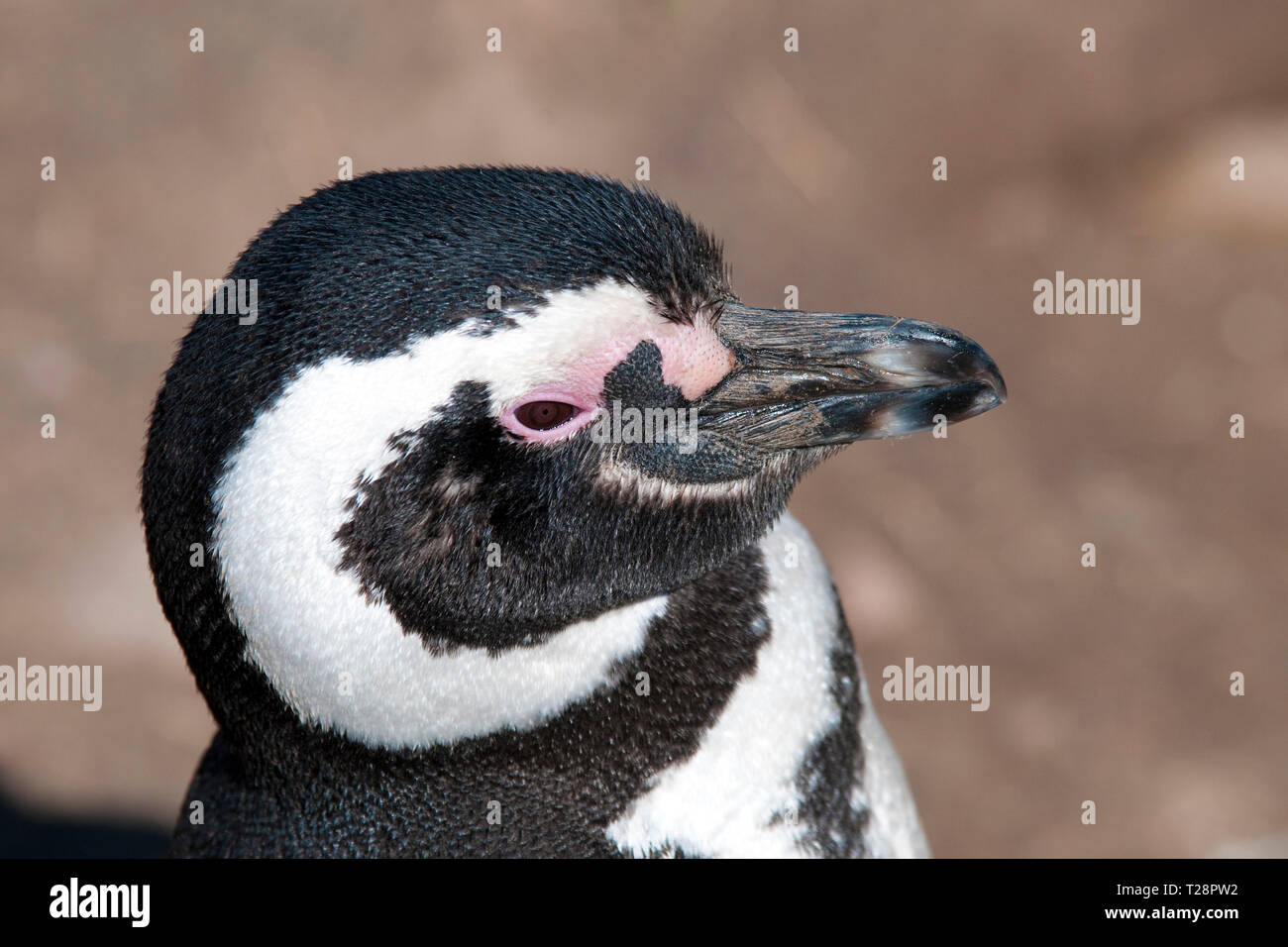 Pingüino de Magallanes (Spheniscus magellanicus), retrato, Península Valdés, Patagonia, Argentina Foto de stock