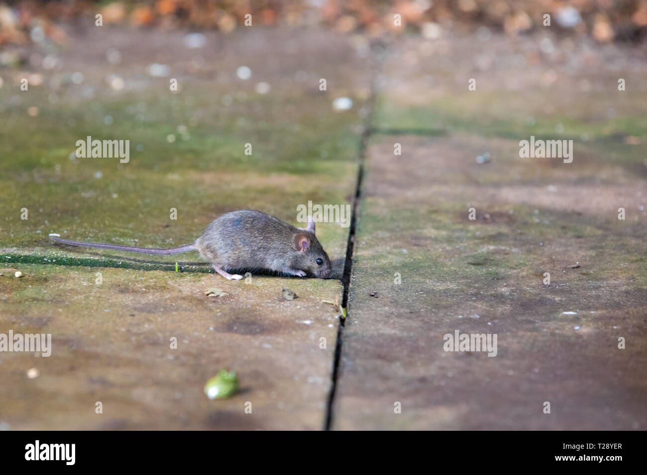 Casa del ratón (Mus musculus) en busca de alimentos en entorno urbano. Foto de stock