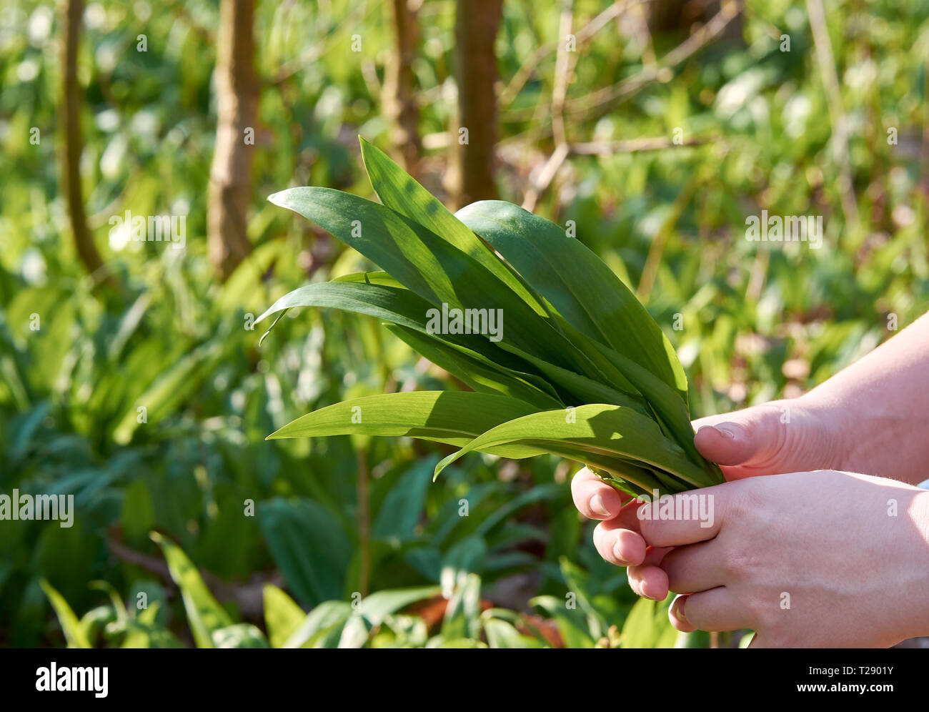 Una mujer joven tiene en sus manos un manojo de hojas de ajo silvestre. En la pradera con el verde de fondo borroso. Foto de stock