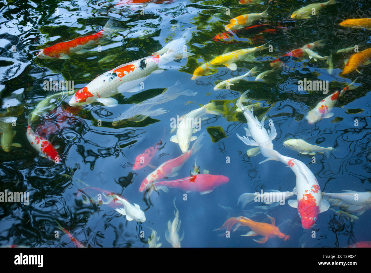 Carpas Koi nadando en un estanque, Tailandia Fotografía de stock - Alamy