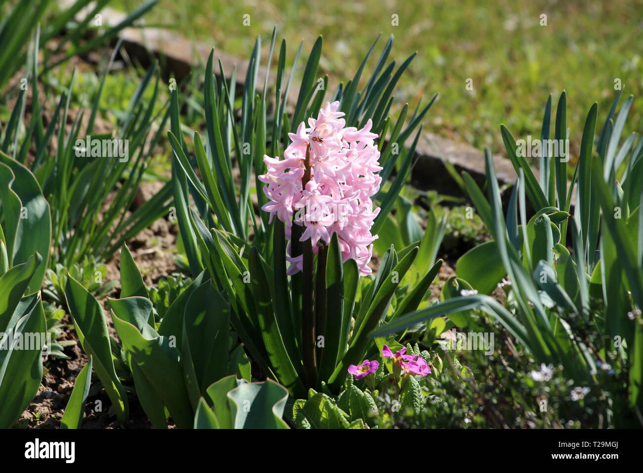 Jacinto o Hyacinthus lleno de pequeñas plantas con flores completamente  abiertas blooming rosa flores creciendo en un solo pico o racimos  Fotografía de stock - Alamy