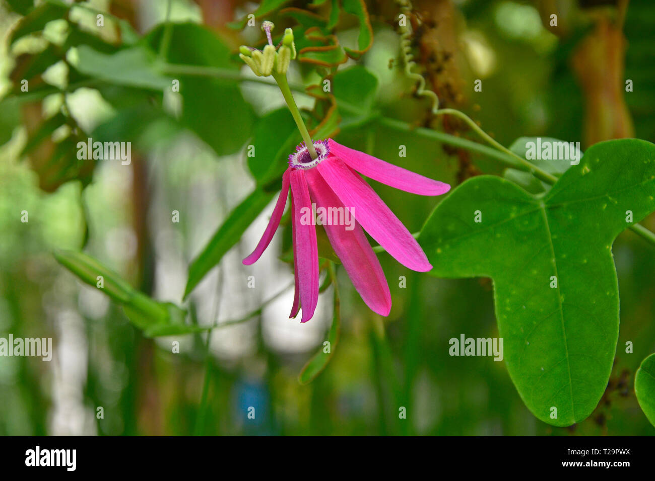 Cerca de Passiflora Nigradenia, Flor de la Pasión en un jardín invernadero Foto de stock