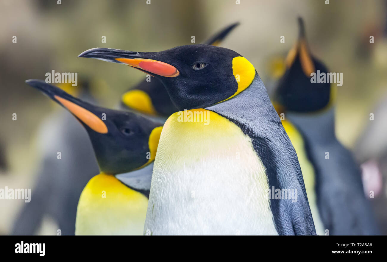 Vista cercana de un pingüino rey (Aptenodytes patagonicus) Foto de stock