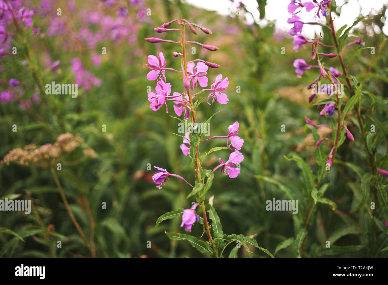 Onu curioso insetto poggia su anu meravigliosa pianta rosa Foto de stock