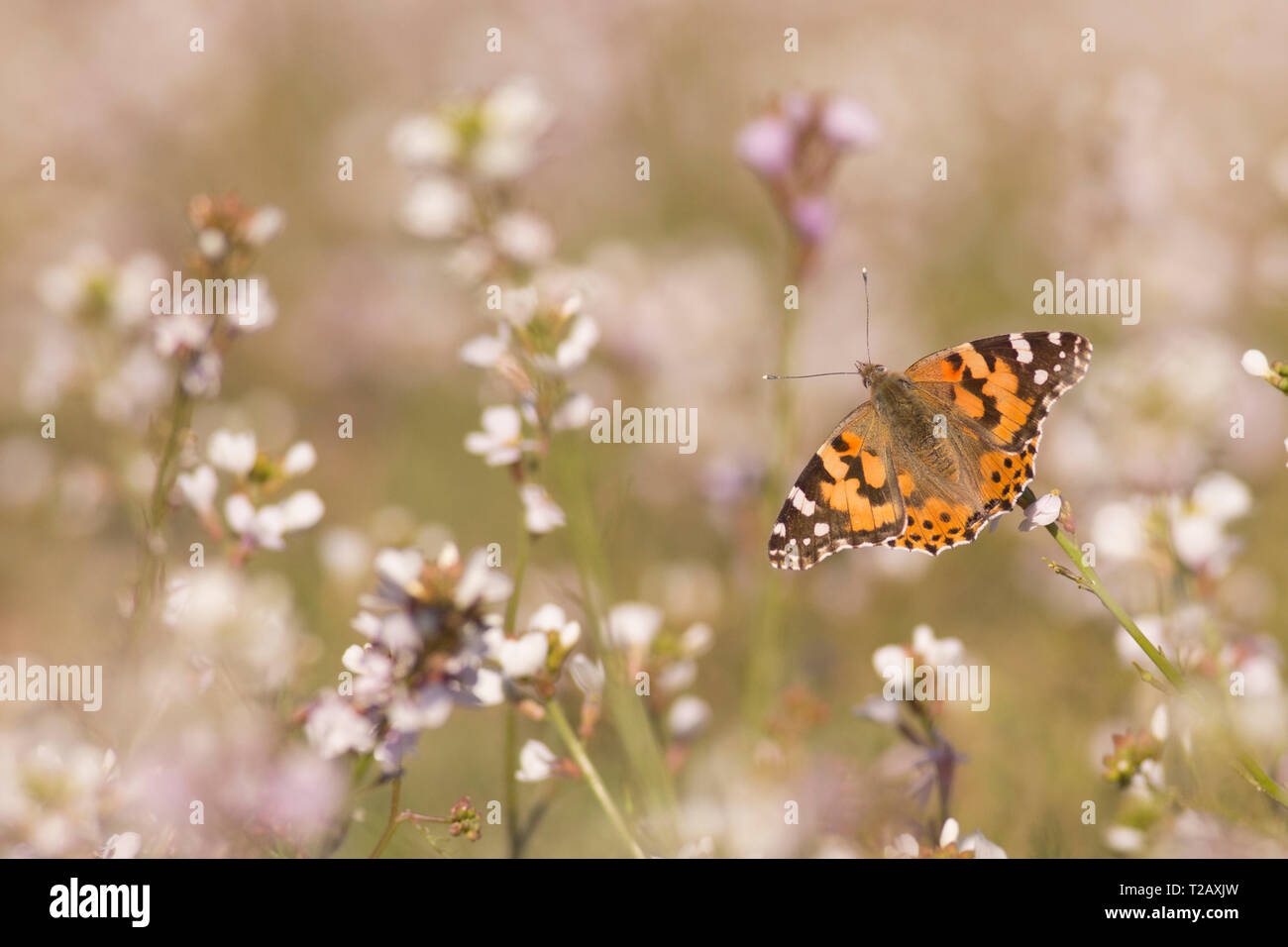 Painted Lady (Vanessa cardui) butterfly alimentación. Esta mariposa se encuentra en Europa, África septentrional y Asia occidental. Fotografiado en Israel, en Marc Foto de stock
