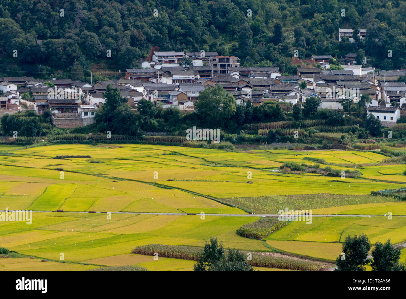 Honghe Hani terrazas de arroz es la terraza situada en la Prefectura de Honghe, Condado Yuanyang, Yunnan, China. Es un sitio de patrimonio mundial y las cosechas Foto de stock