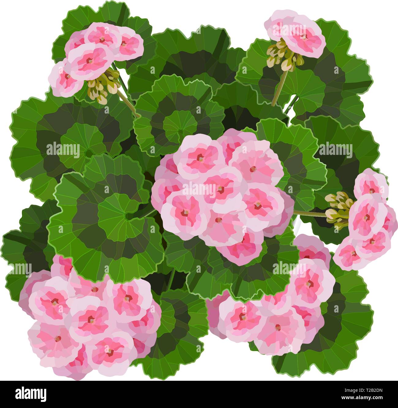 Pelargonium rosa flores ilustración vectorial. Jardín o decoración interior Ilustración del Vector