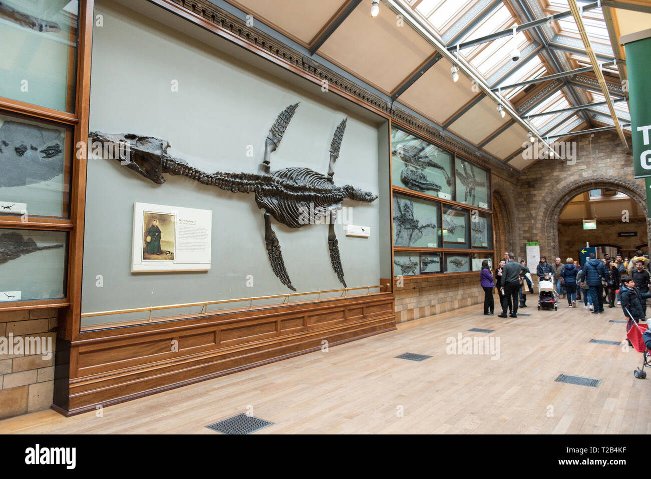 Londres, Reino Unido - 22 de marzo de 2019: Los turistas que visitan el ictiosauro fósiles de reptiles marinos galería en el Museo de Historia Natural Foto de stock