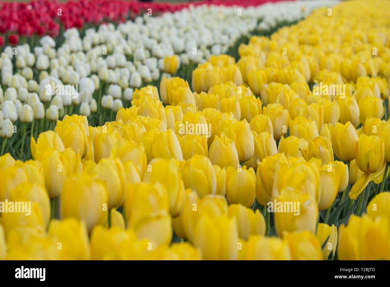 Los diferentes colores de los tulipanes en un hermoso jardín de flores  Fotografía de stock - Alamy