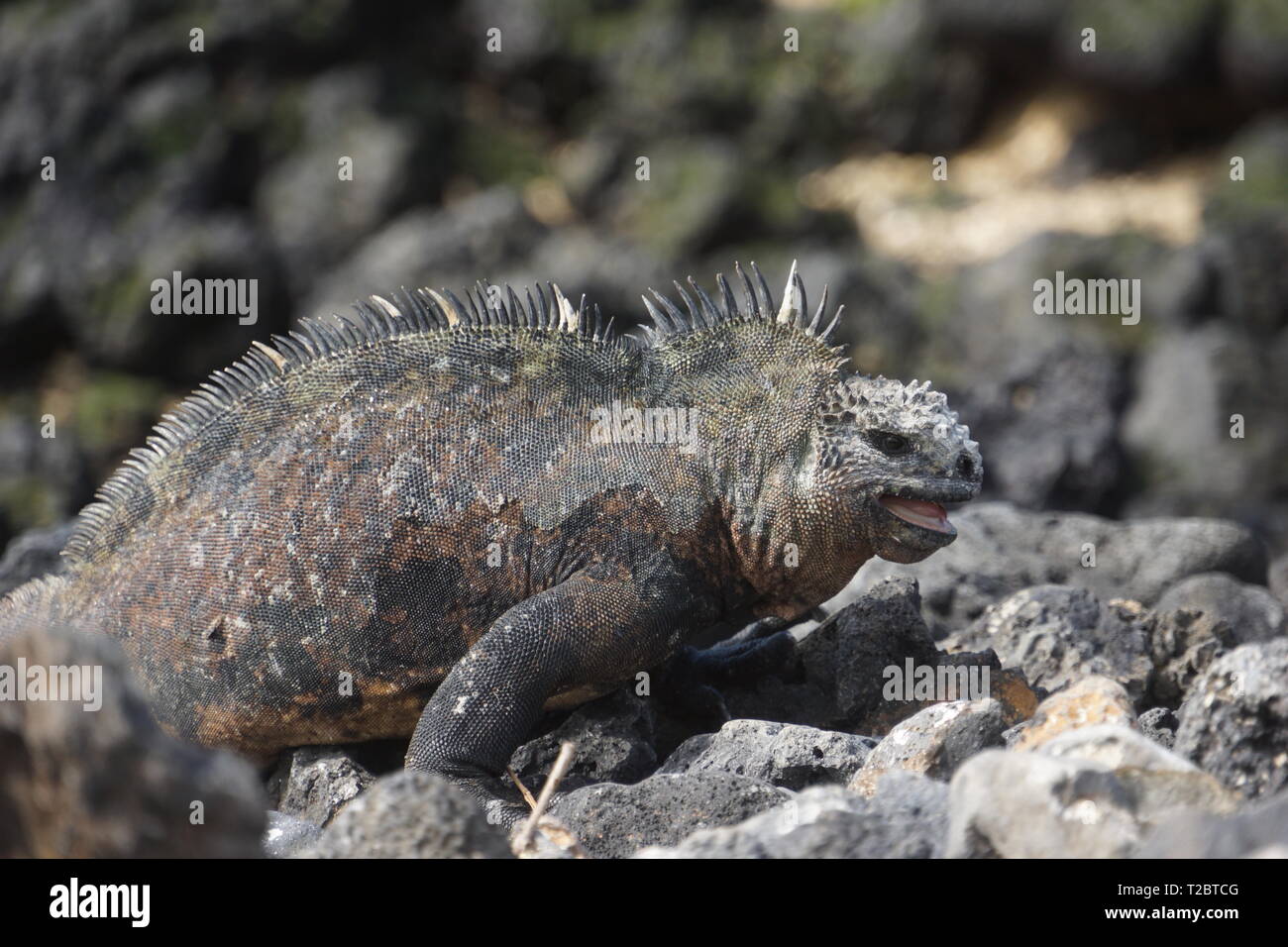 Iguana - Islas Galápagos Foto de stock