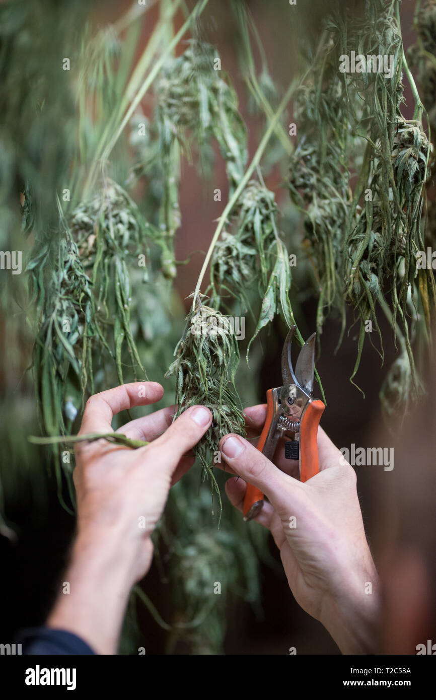 Cultivar marihuana legal en el exterior. Fresado de cannabis seco. Serie de cannabis desde la semilla hasta la venta Foto de stock