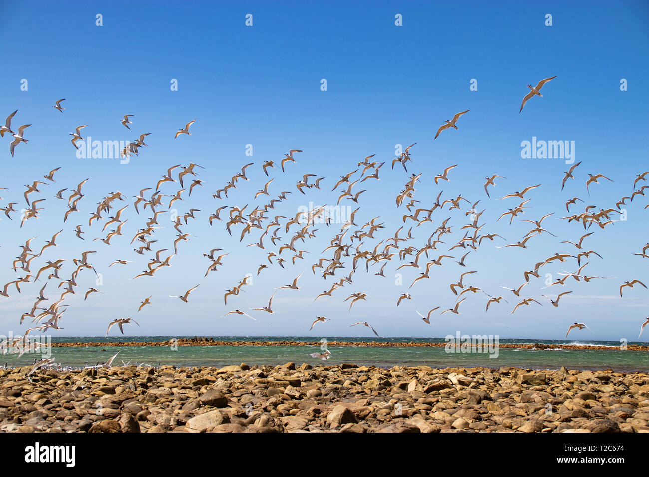 Enjambre de gaviotas volando cerca de la playa en África Foto de stock