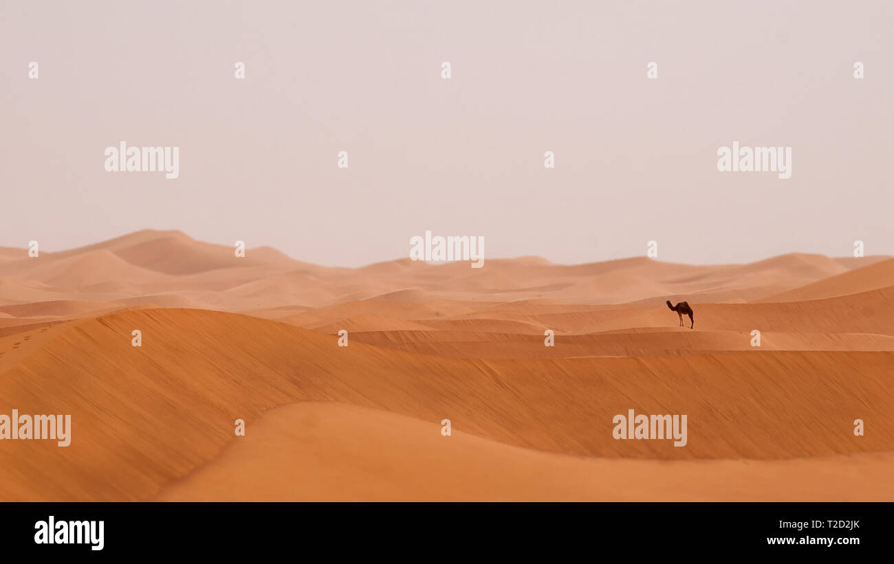 Lonely dromedario en el desierto de Sahara Foto de stock