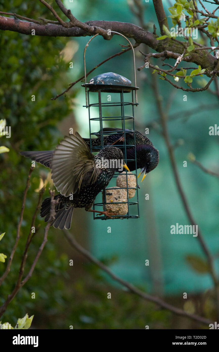 Starling comer forman un comedero para pájaros, East Coast, Lincolnshire, Reino Unido Foto de stock