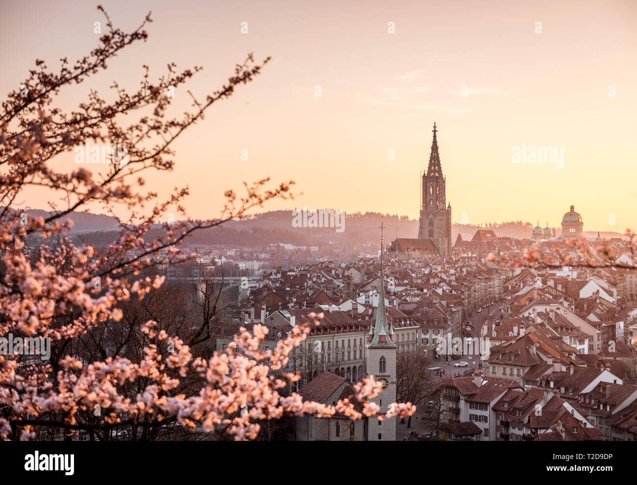 Sonnenuntergang über der Stadt Bern während Kirschblüte im Frühling mit Berner Münster und Altstadt Foto de stock