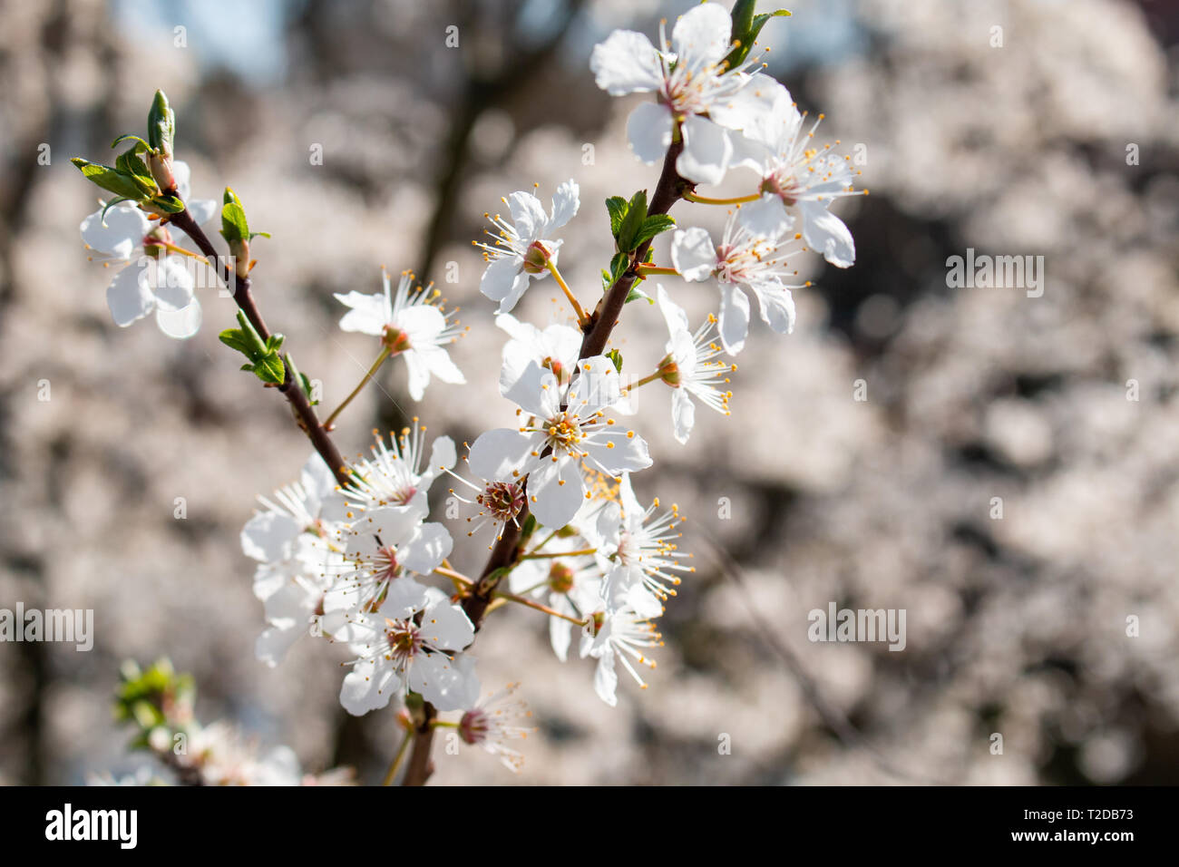 Hermoso blanco cerezos en flor en la rama. Fondo difuminado. Foto de stock