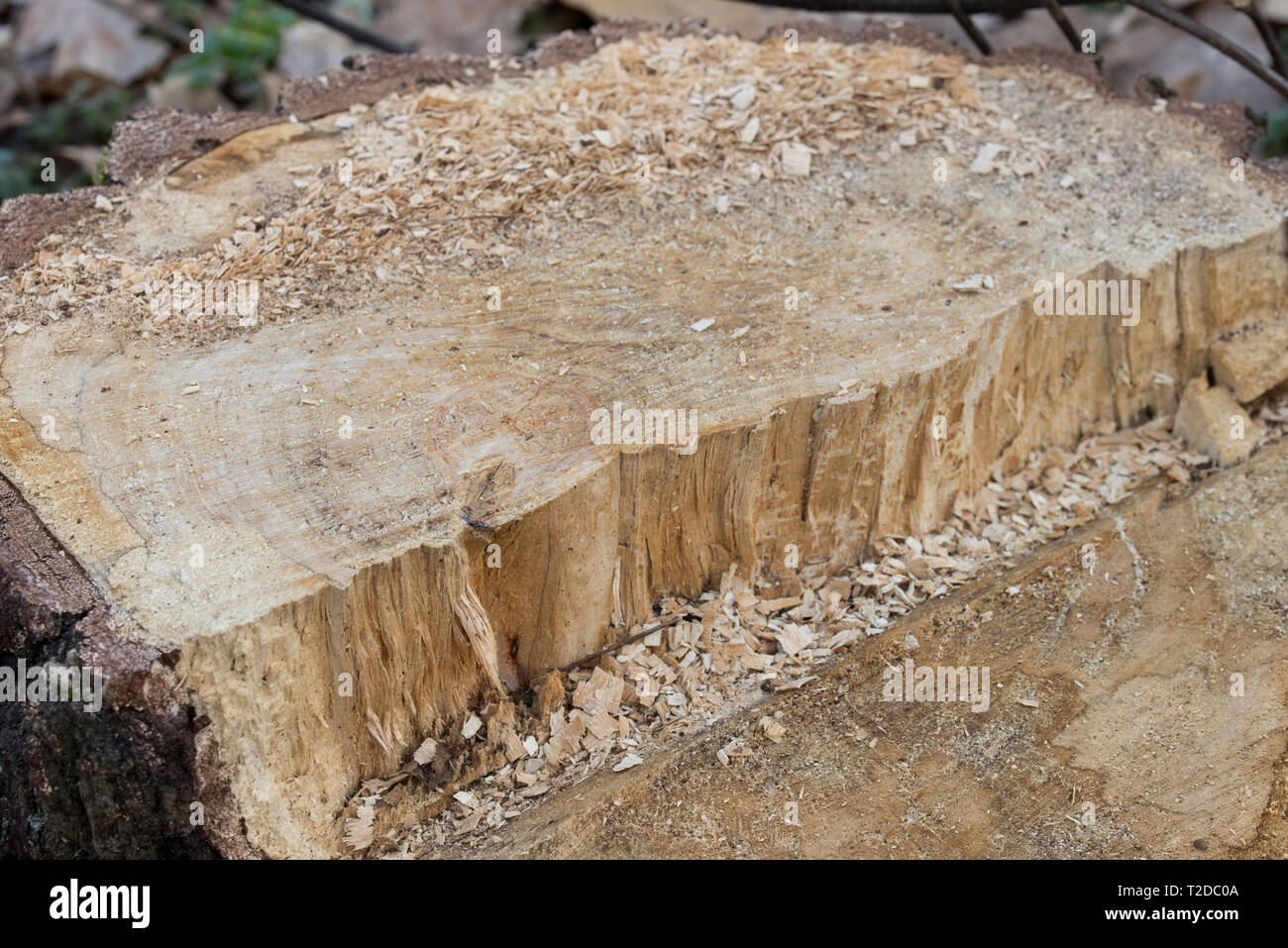 Cortar Birch Tree stump closeup Foto de stock