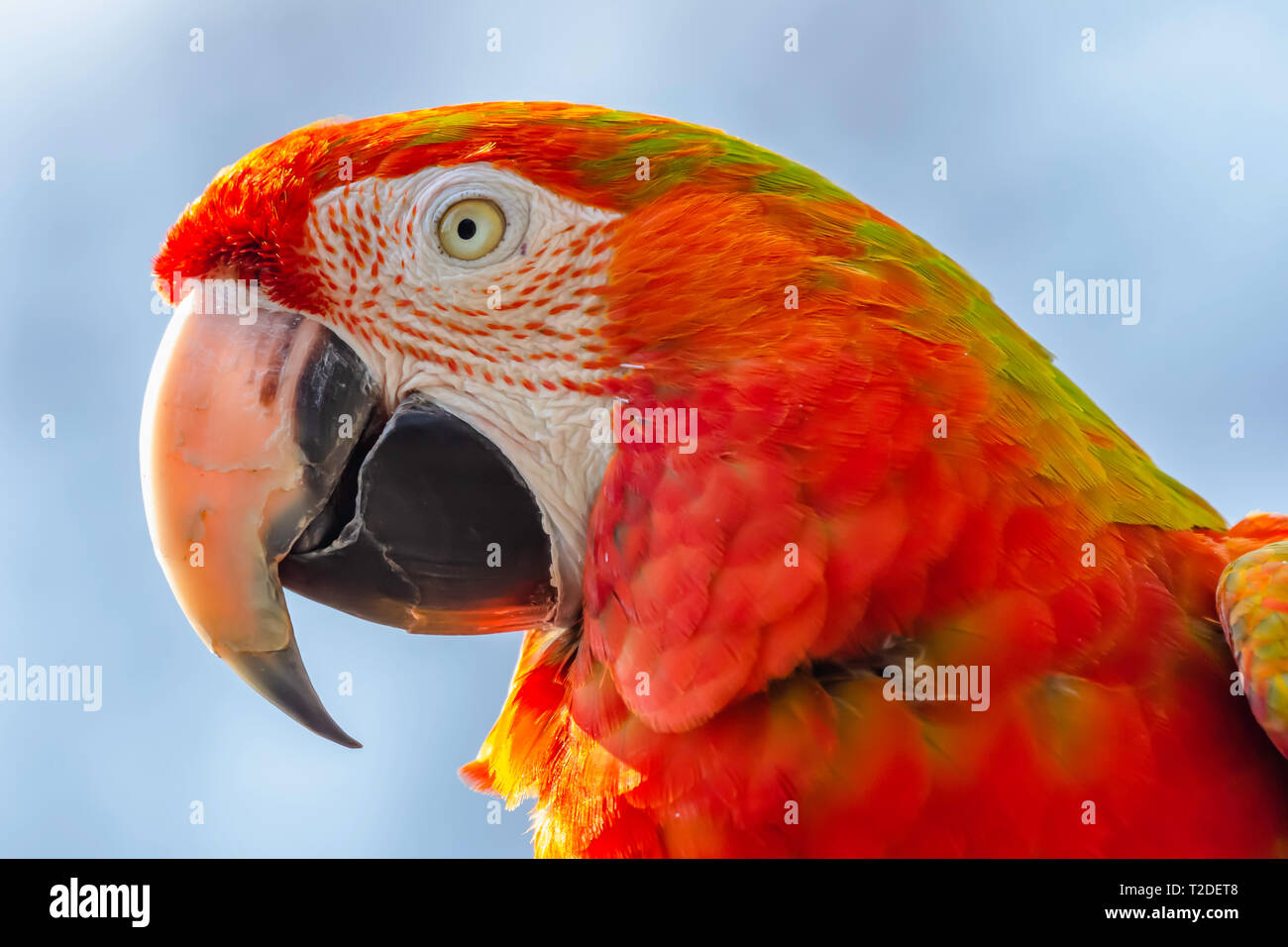 Cerrar perfil retrato de guacamaya roja, Red Parrot.cabeza de animal sólo.majestuoso y coloridas aves tropicales grandes, populares pet.Wildlife Photography. Foto de stock