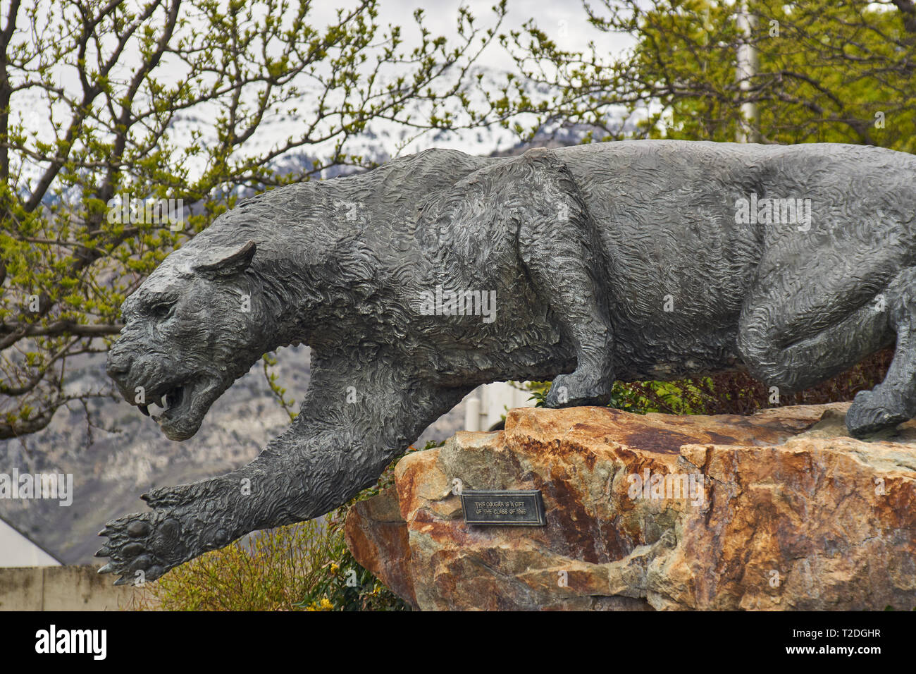 Estatua de un puma sobre una roca en la Brigham Young University (BYU)  campus en Provo, Utah, EE.UU Fotografía de stock - Alamy