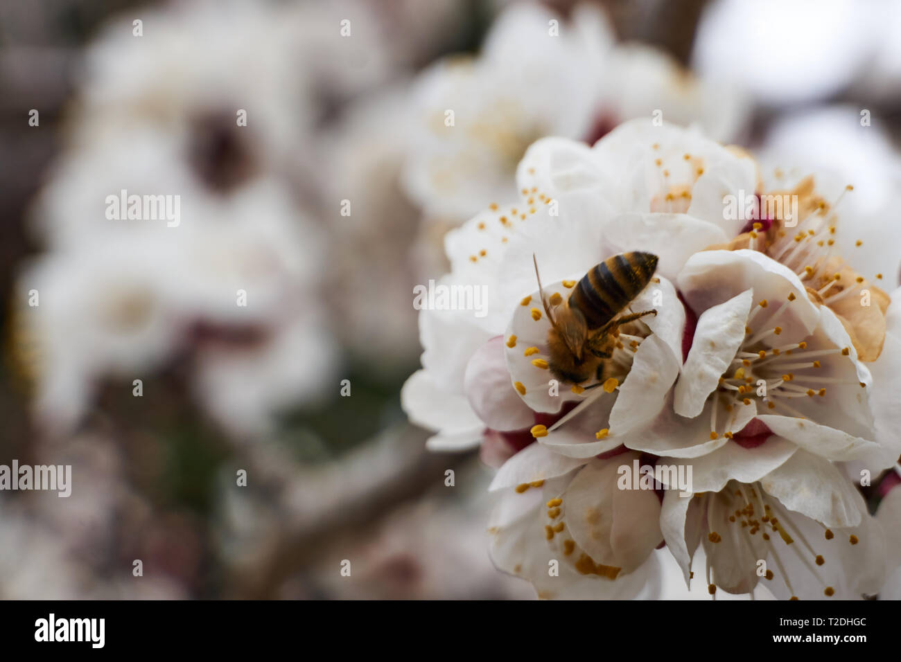 Vista de cerca de una abeja de miel (Apis mellifera) Flores de manzana (Malus pumila) un día de primavera en Orem, Utah, EE.UU. Foto de stock