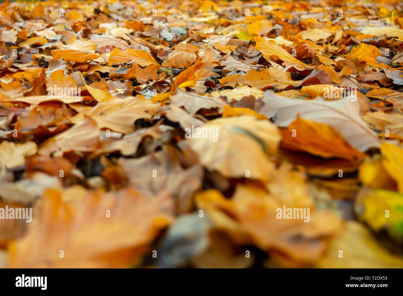 Color amarillo dorado deja tumbado en el suelo en otoño Foto de stock