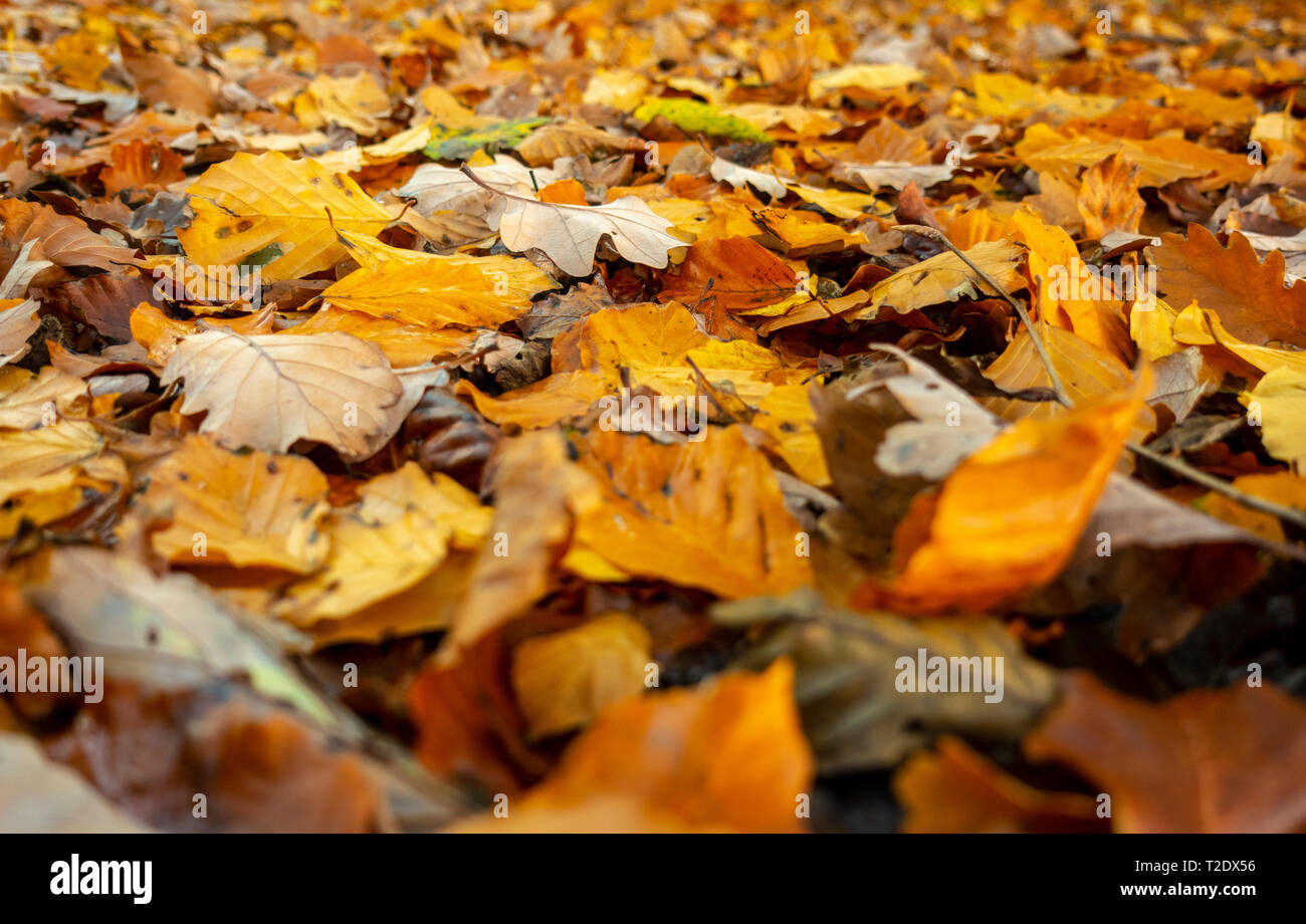 Color amarillo dorado deja tumbado en el suelo en otoño Foto de stock