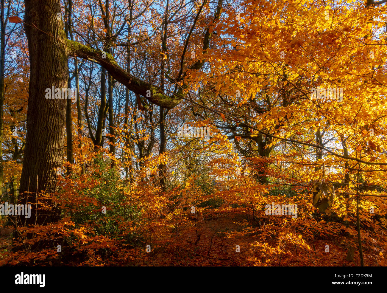 Hojas amarillo dorado en los árboles de otoño Foto de stock
