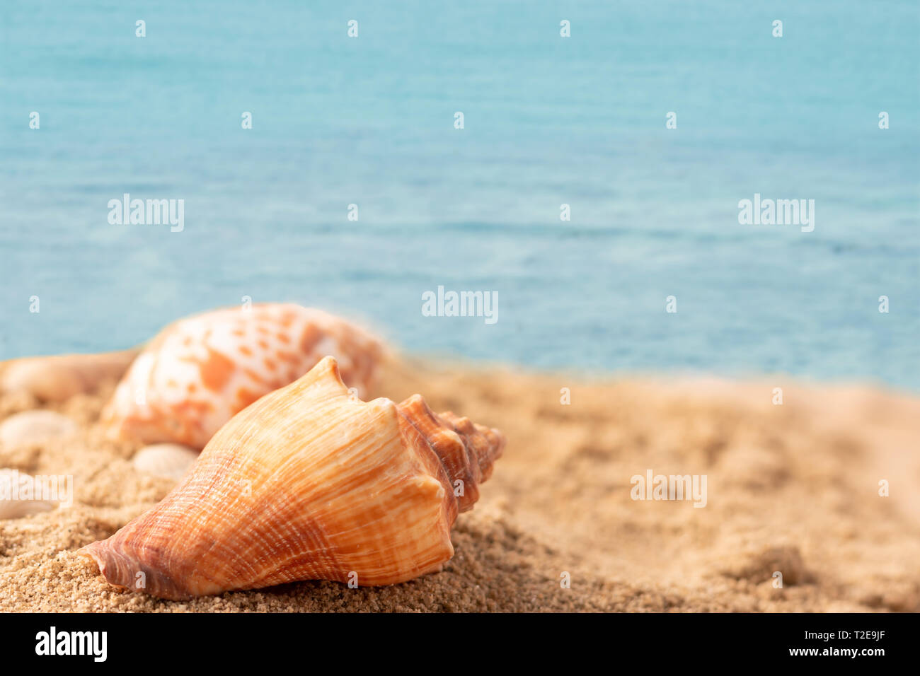 Shell cerca de la playa, con el mar azul. Seleccione focus poca profundidad de campo y difuminar el fondo con espacio de copia. Foto de stock