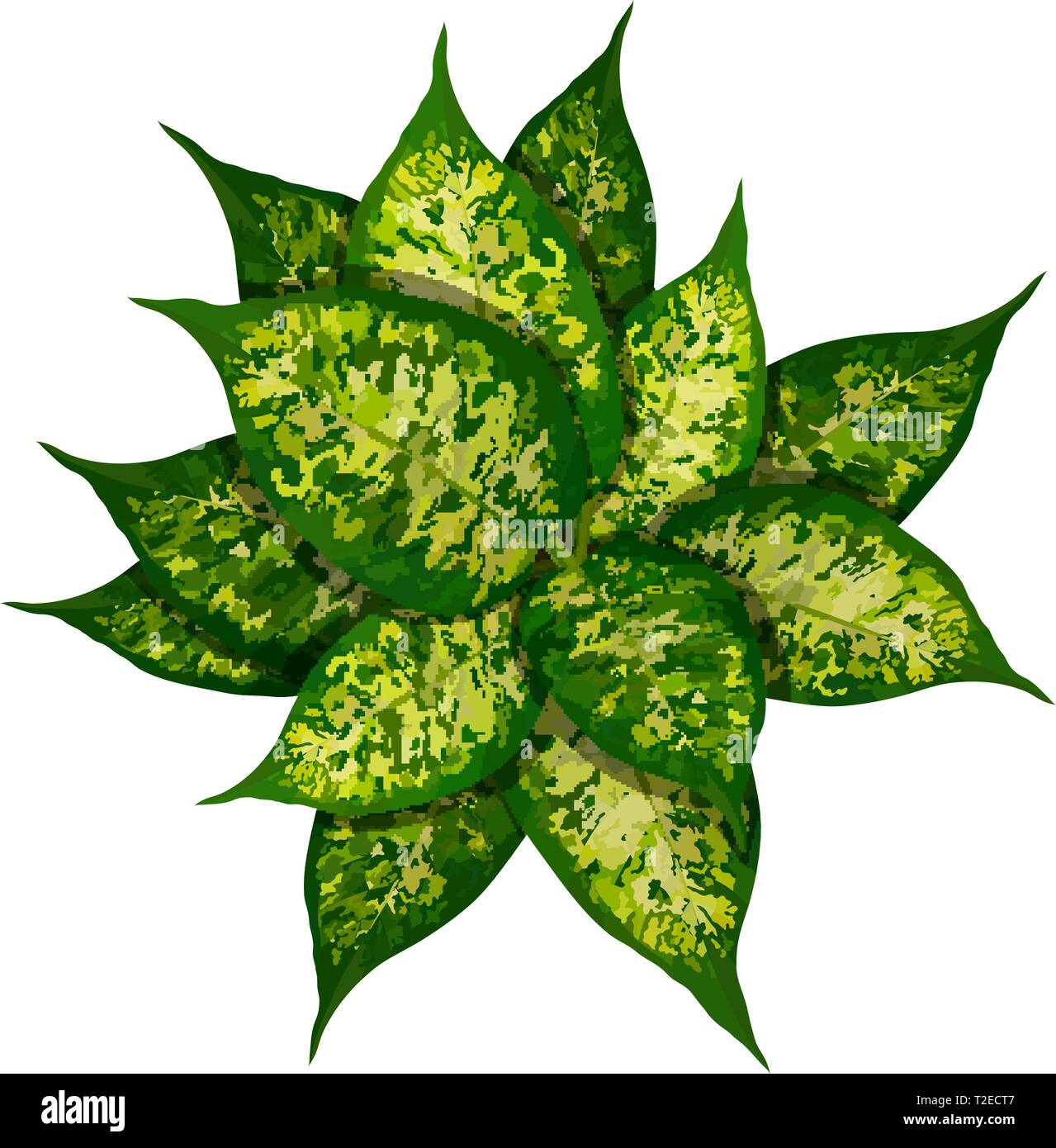 Dieffenbachia o dumbcane sobre fondo blanco en maceta vista superior Ilustración del Vector