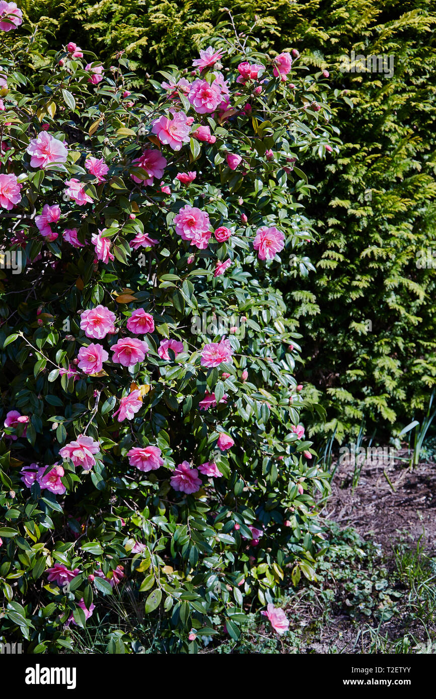 Una Camelia bush en plena floración en primavera Fotografía de stock - Alamy