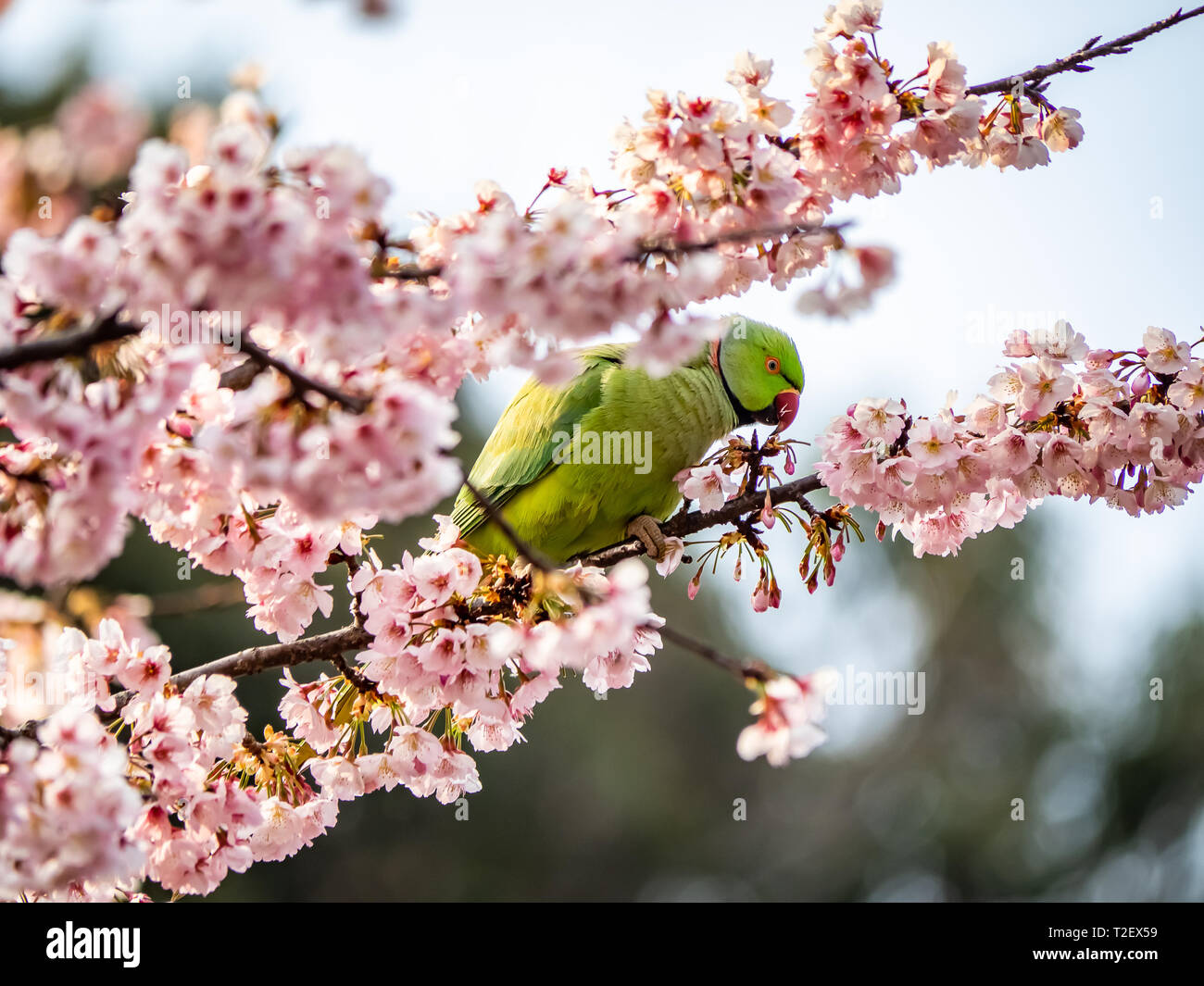 Una rosa anilladas perico, Psittacula krameri, come cerezos japoneses, o sakura, en un cerezo en Izumi no Mori (Izumi Parque Forestal). Foto de stock