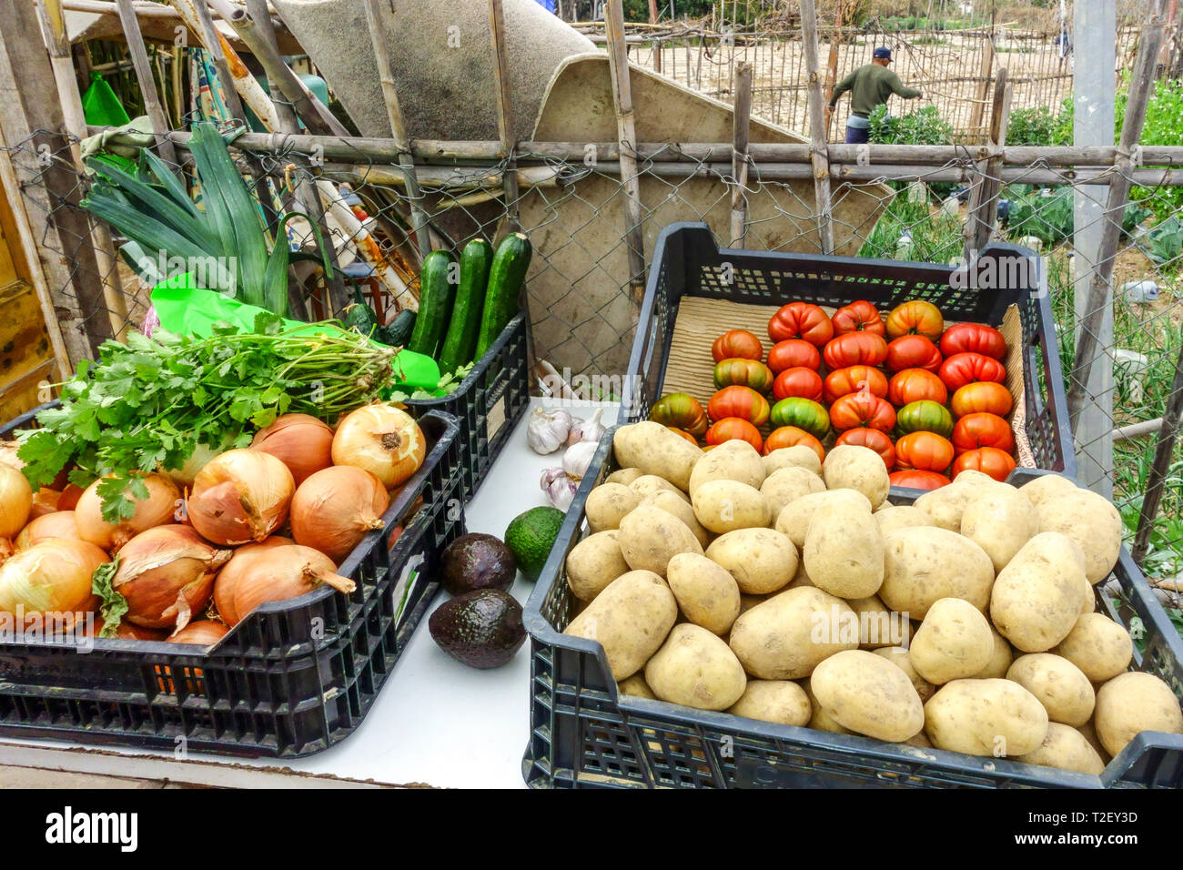 Hortalizas frescas ofrecidos directamente desde el productor al jardín - cebolla, tomate, papas, Valencia España Europa Foto de stock