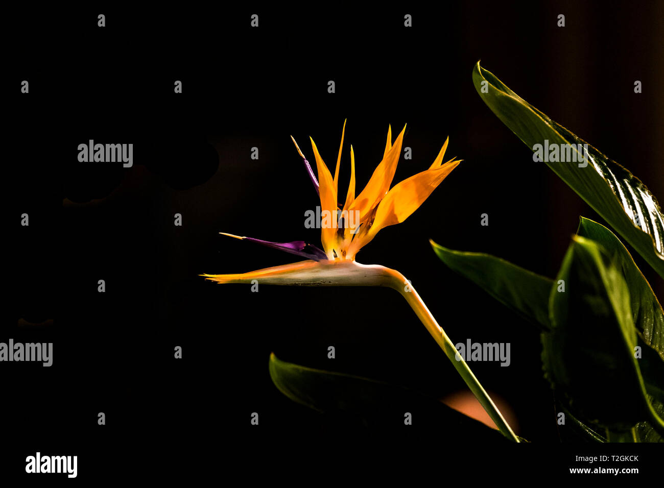 Un ave del paraíso flor en plena floración, Strelitzia reginae Fotografía  de stock - Alamy