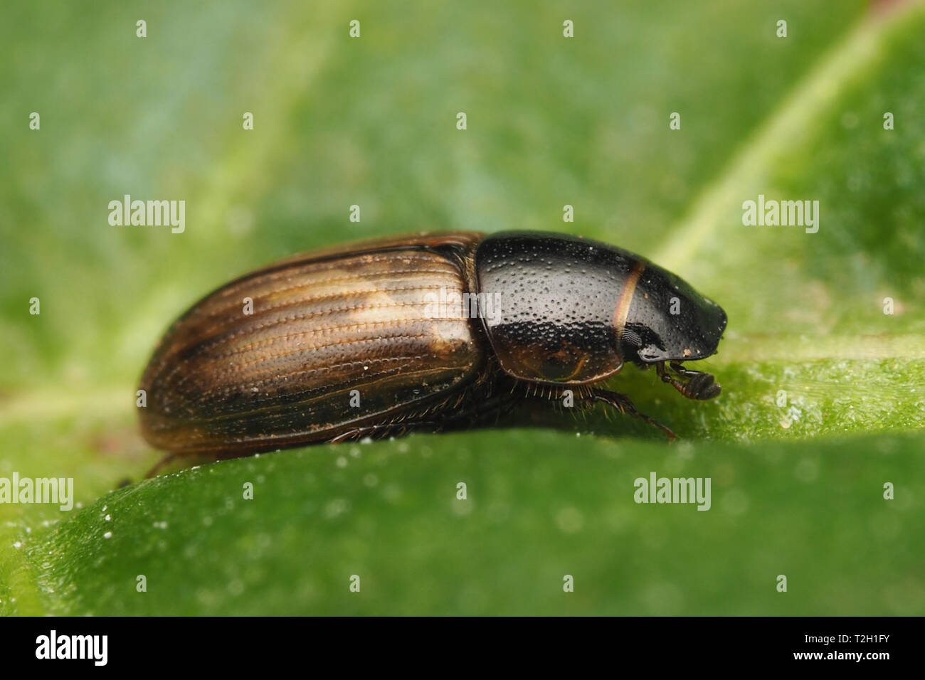 Aphodius sp Escarabajos descansando sobre la hoja. Tipperary, Irlanda Foto de stock