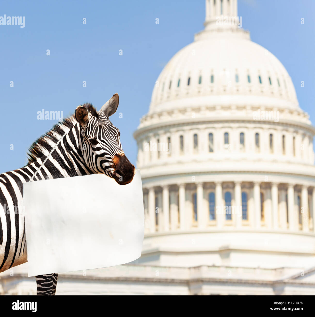 Zebra protesta frente al Capitolio en Washington, EE.UU. celebración signo vacío con espacio de copia Foto de stock