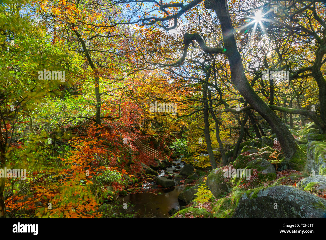 Los árboles más Burbage Brook durante el otoño en Peak District National Park, Inglaterra, Europa Foto de stock