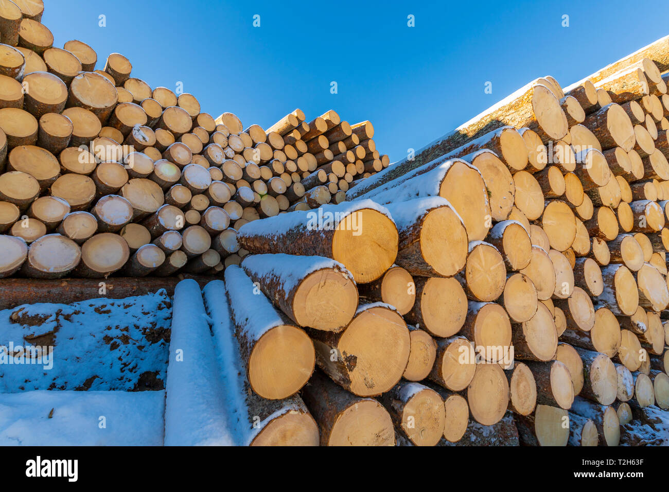 Pilas de troncos en la nieve en Carezza, Italia, Europa Foto de stock