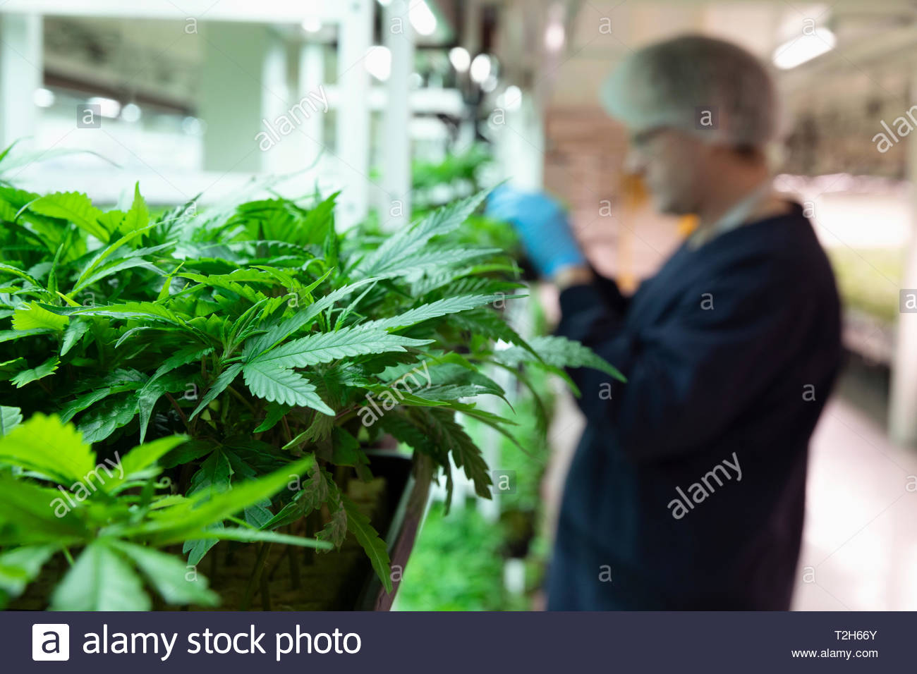 Cultivador de cannabis en incubación plántulas de inspección Foto de stock