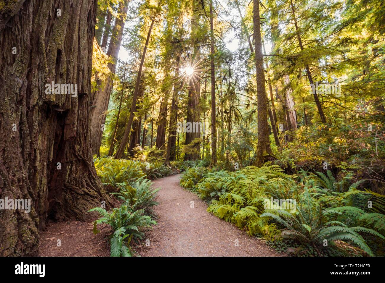 Senderos a través del bosque con árboles Sequoia costera (Sequoia sempervirens) y helechos, vegetación densa, Jedediah Smith Redwoods State Park Foto de stock