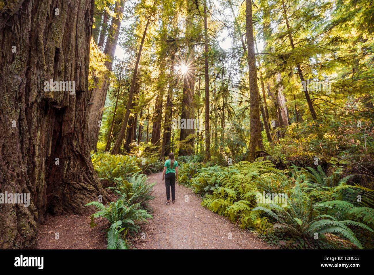 Mujer joven en un sendero para caminatas a través del bosque con árboles Sequoia costera (Sequoia sempervirens) y helechos, vegetación densa, Jedediah Smith Redwoods Foto de stock