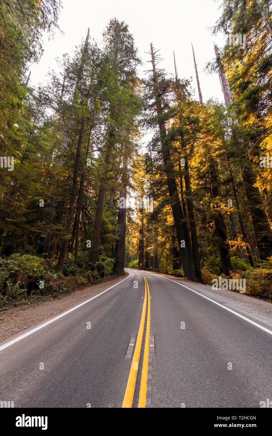 Autopista a través del bosque con árboles Sequoia costera (Sequoia sempervirens), Jedediah Smith Redwoods State Park, California, EE.UU. Foto de stock