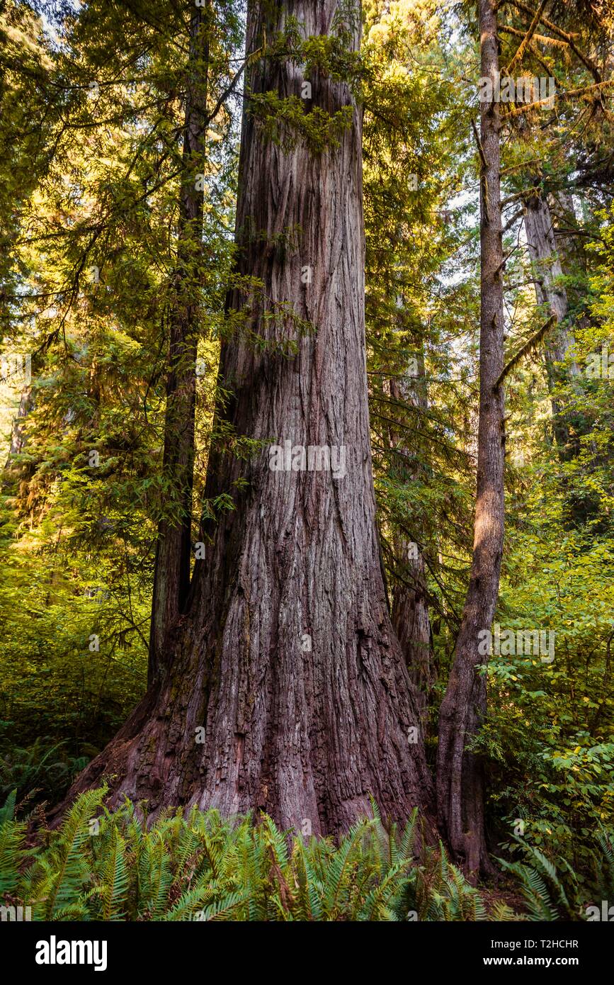 Sequoia sempervirense (Sequoia sempervirens), los árboles Sequoia Costera , vegetación densa selva, Jedediah Smith Redwoods State Park, Simpson-Reed Foto de stock