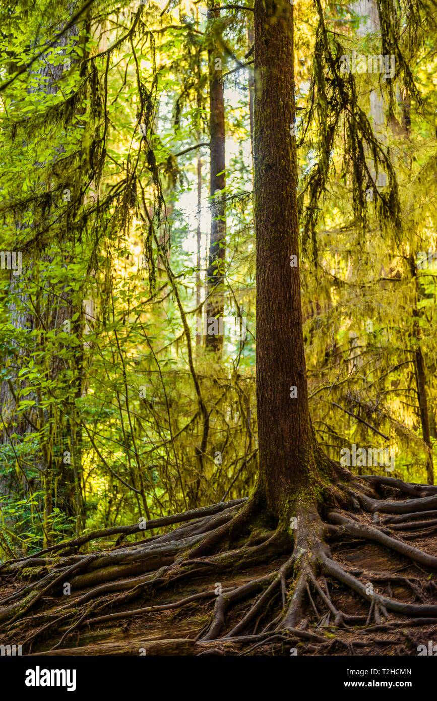 Las raíces jóvenes Sequoia sempervirens (Sequoia sempervirens), Jedediah Smith Redwoods State Park, Simpson-Reed Trail, California, EE.UU. Foto de stock