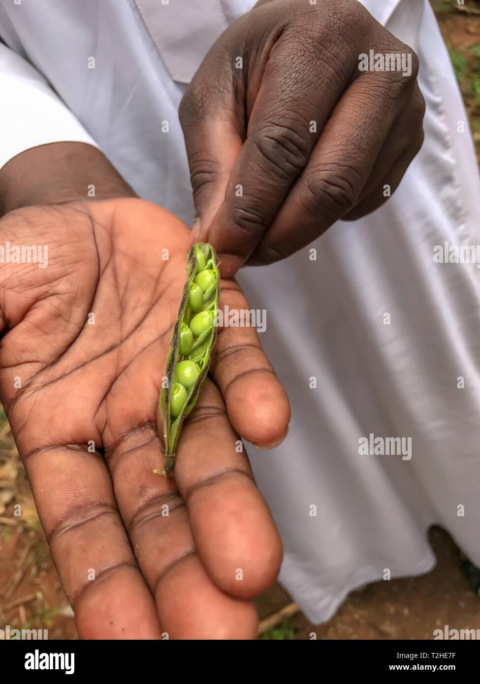 Hoja con la inmadurez de la lenteja (Lens culinaris) en mano, cultivo, Zanzíbar, Tanzania Foto de stock