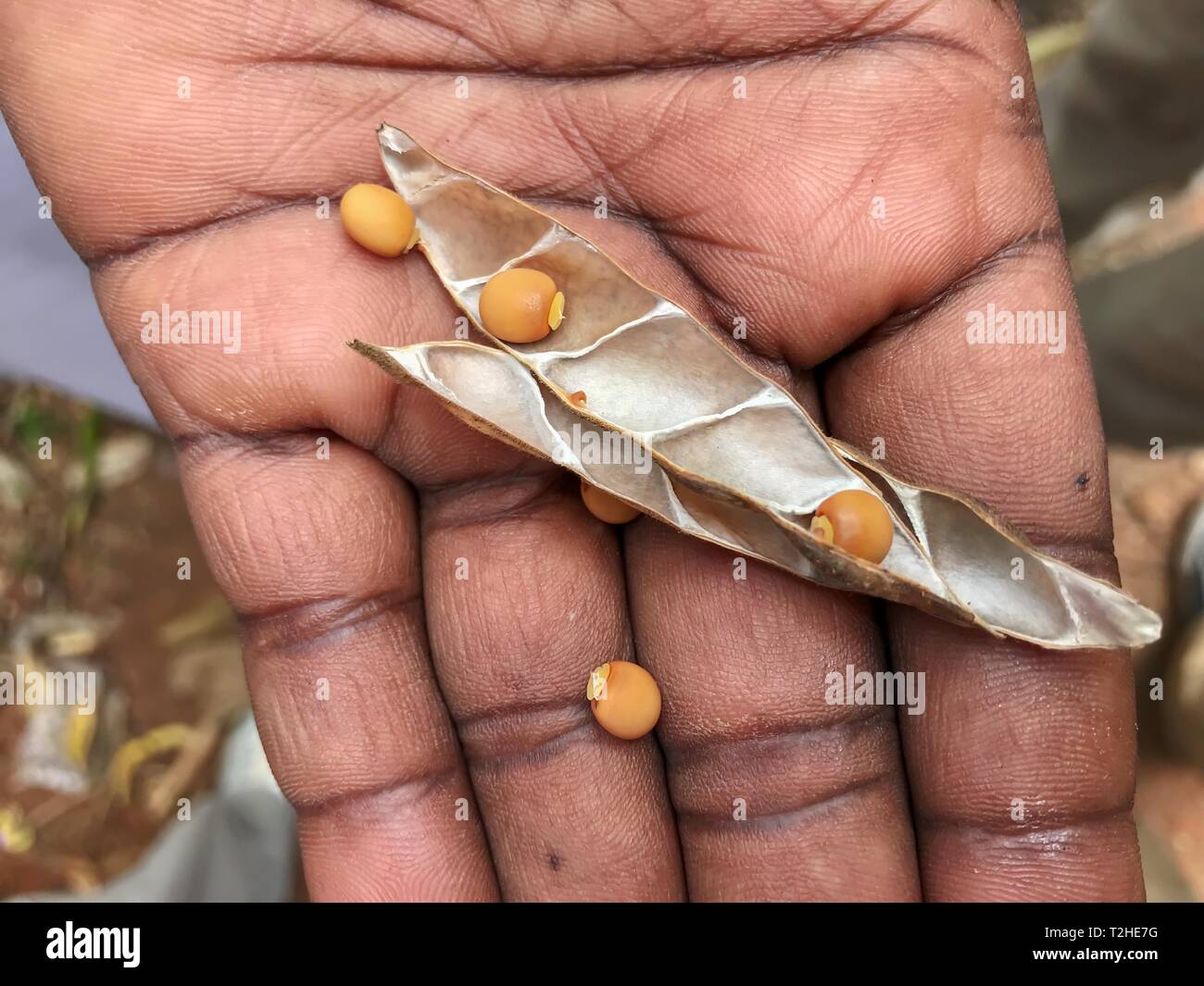 Maduro, lentejas secas (Lens culinaris) en mano, cultivo, Zanzíbar, Tanzania Foto de stock