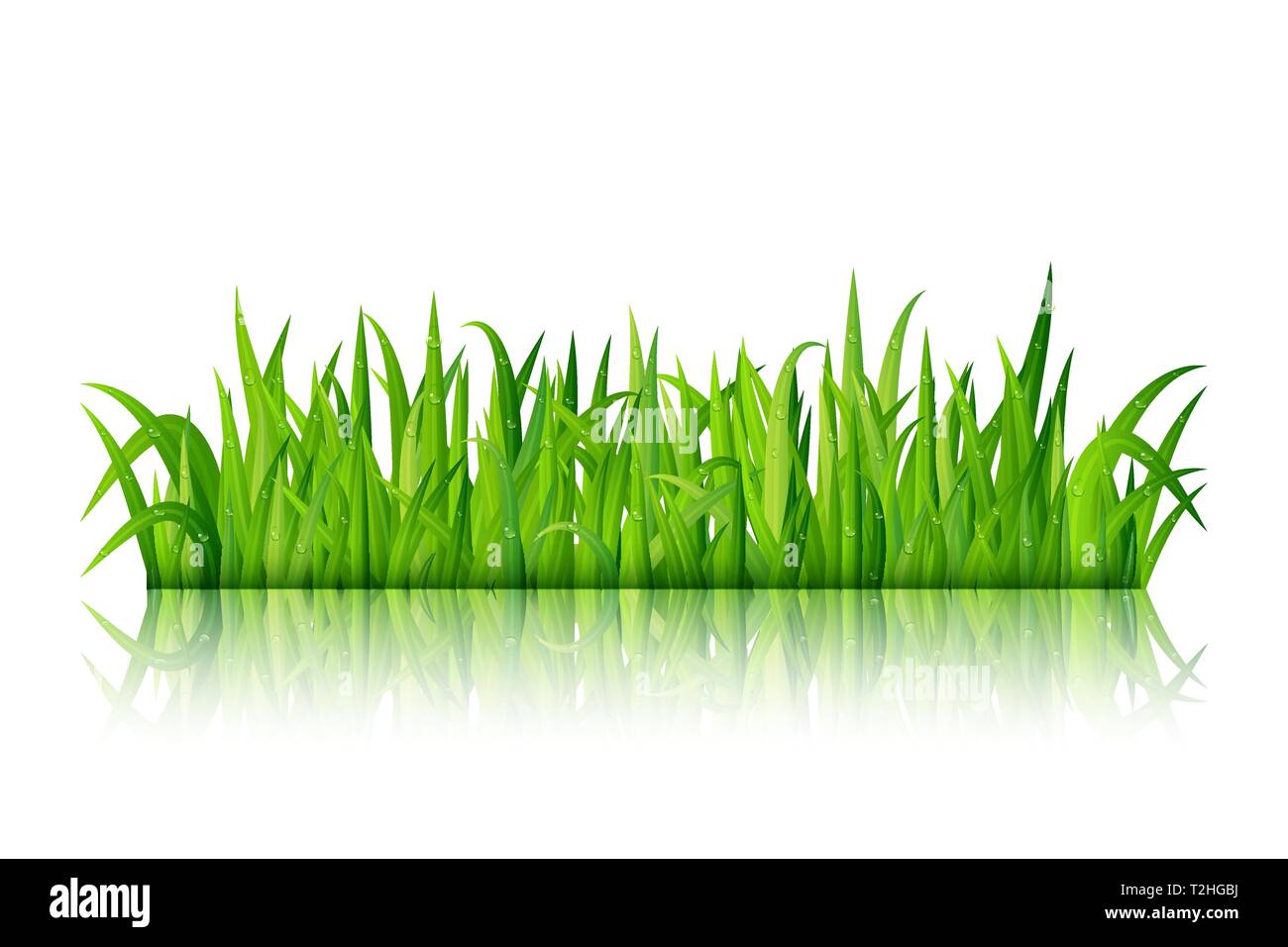 La pasto verde sobre fondo blanco vector Imagen Vector de stock - Alamy