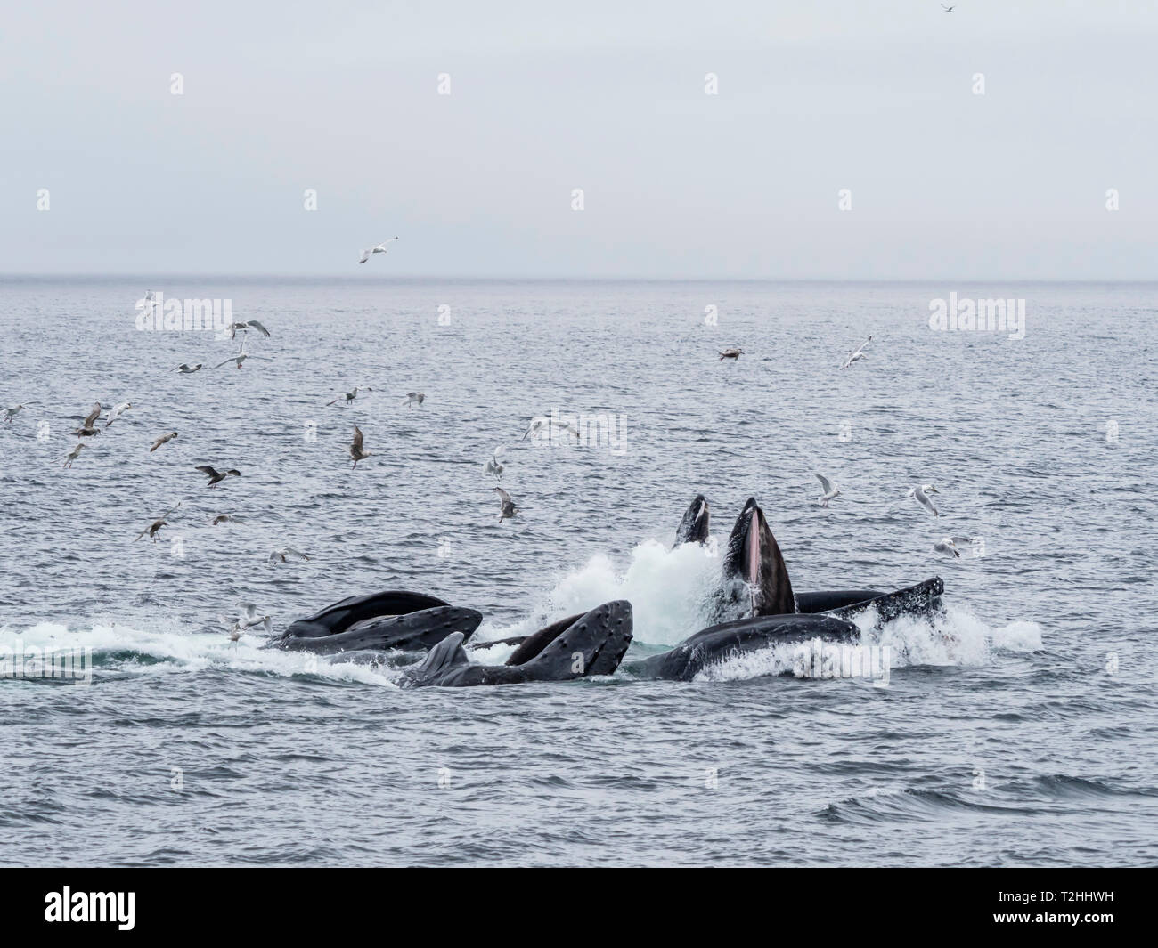 Las ballenas jorobadas Megaptera novaeangliae, cooperativamente para alimentar la red de burbujas en el Estrecho de Chatham, Alaska, Estados Unidos de América Foto de stock