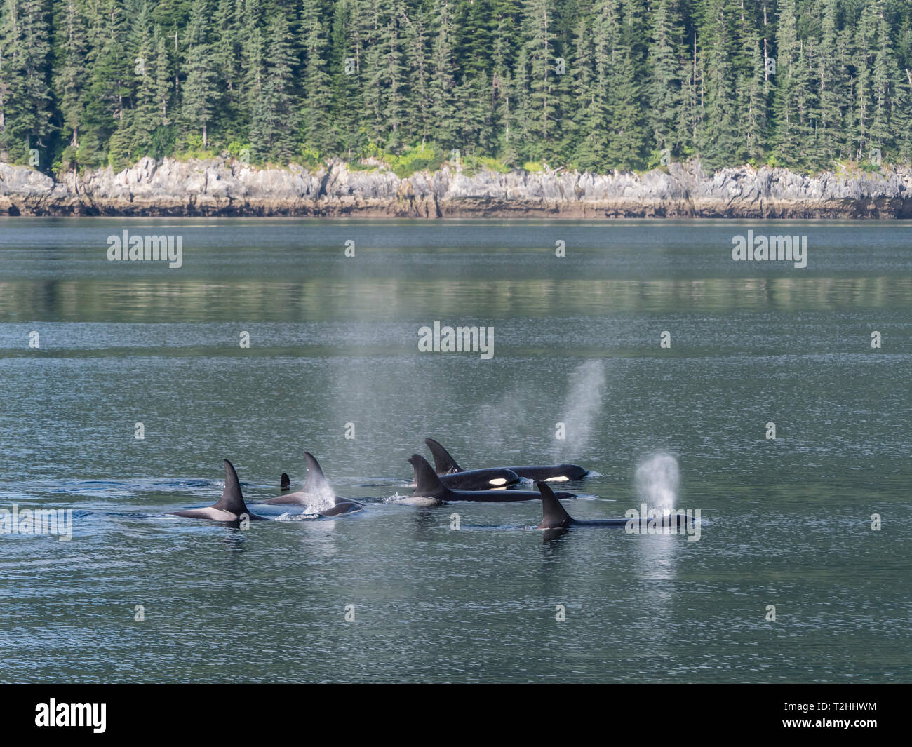 Resident orca pod, Orcinus orca, aflora en el Estrecho de Chatham, al sureste de Alaska, Estados Unidos de América Foto de stock