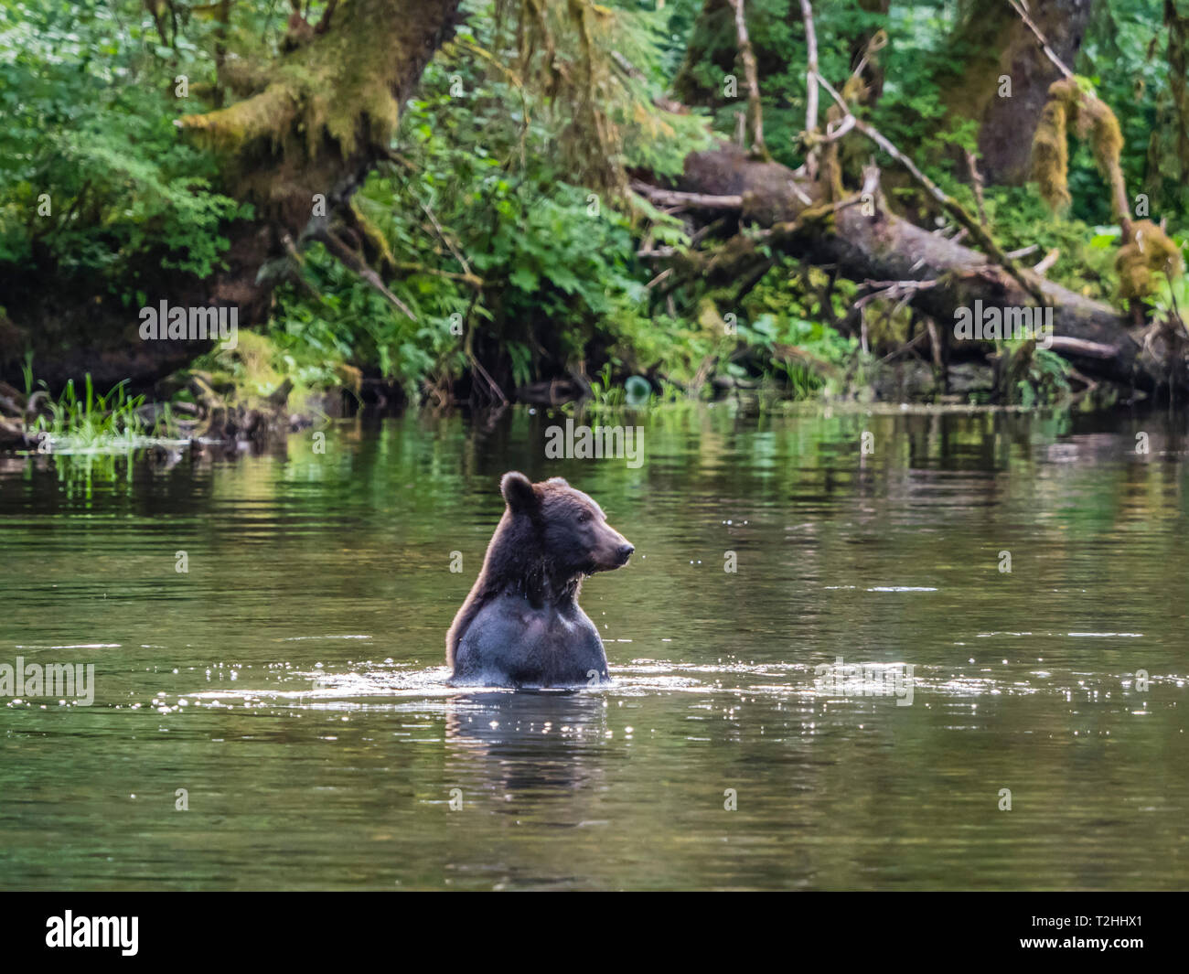 En adultos, el oso pardo Ursus arctos, buscando el salmón en el lago Eva, Baranof Island, al sureste de Alaska, Estados Unidos de América Foto de stock